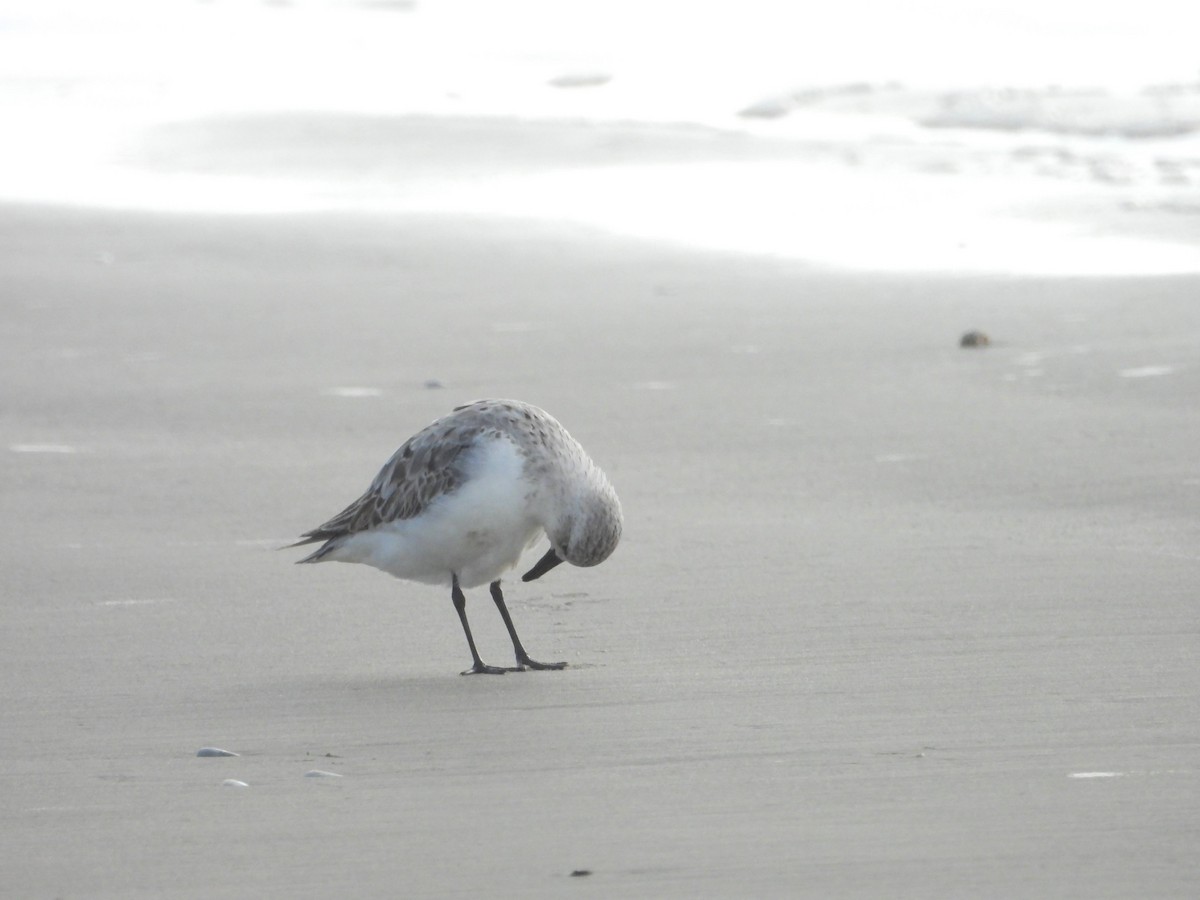 Bécasseau sanderling - ML620827087