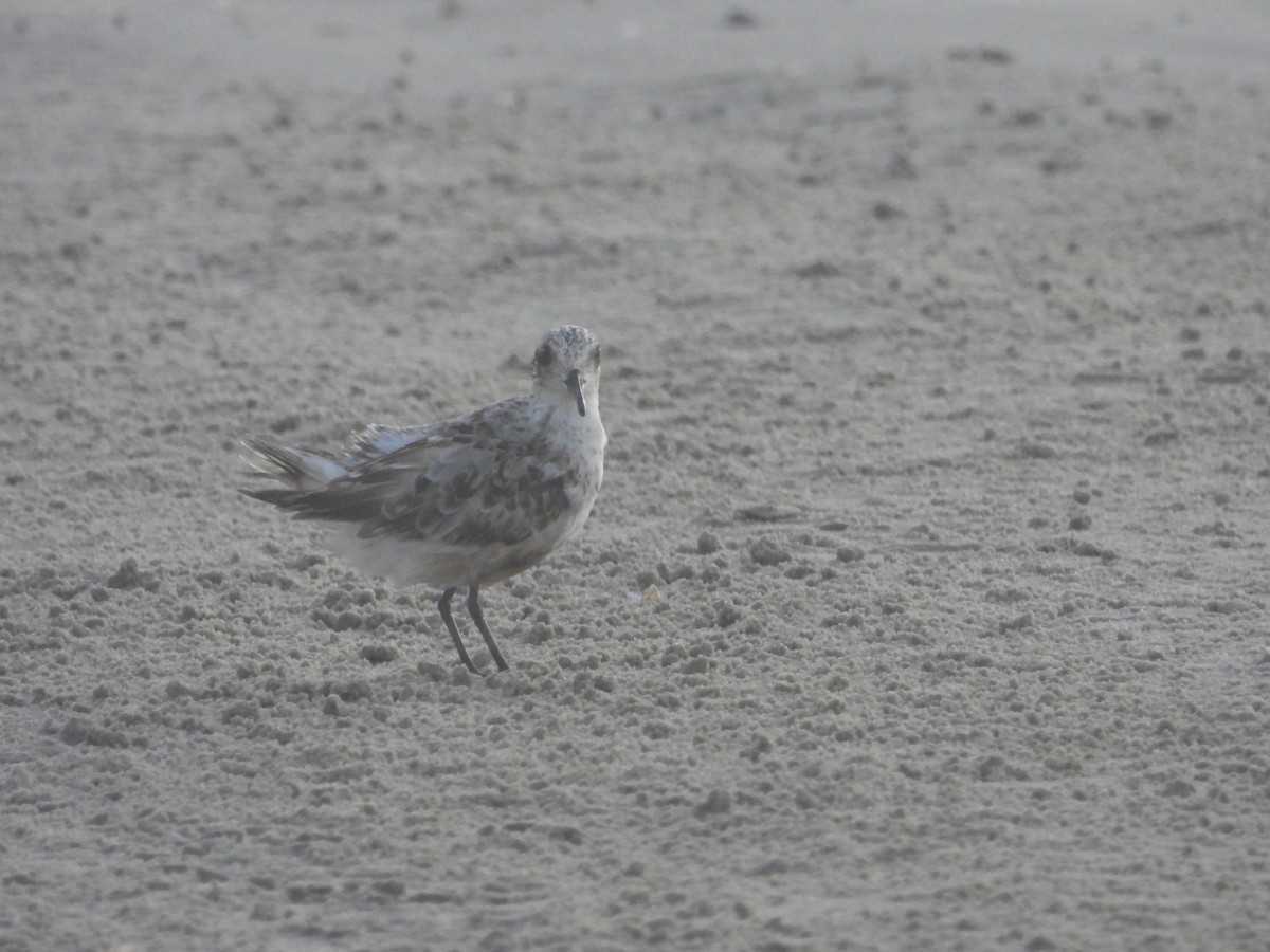 Bécasseau sanderling - ML620827088