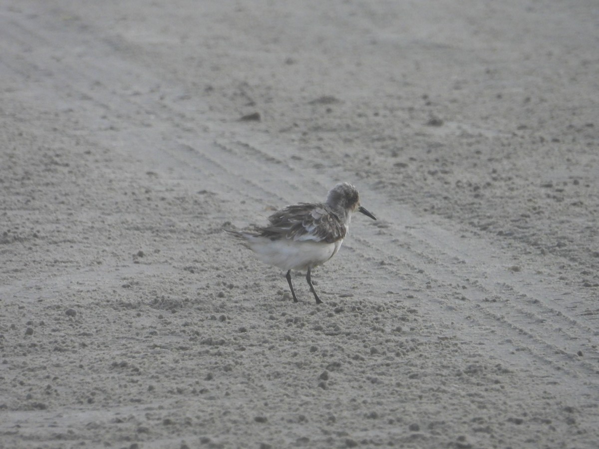 Bécasseau sanderling - ML620827089