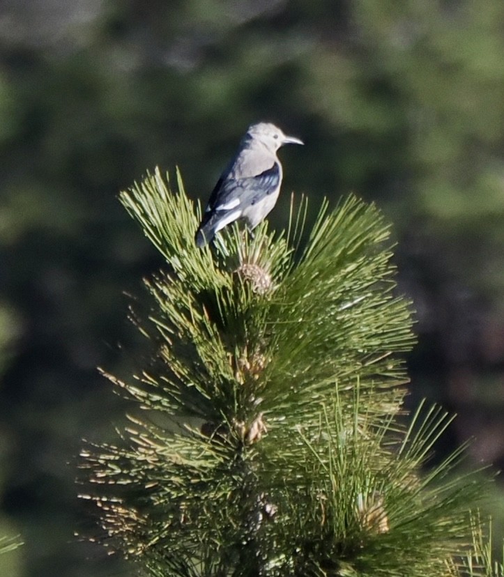 Clark's Nutcracker - ML620827090