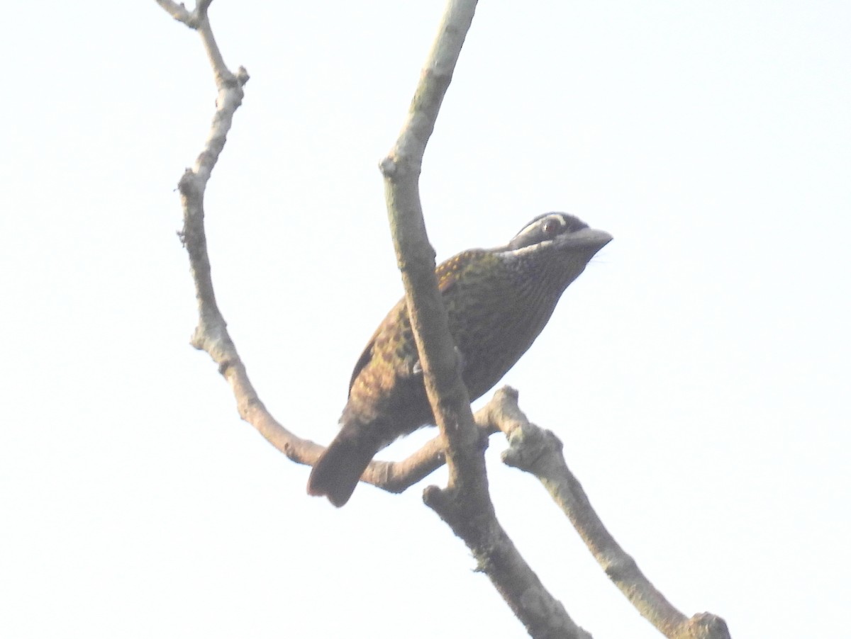 hårbrystskjeggfugl (flavipunctata gr.) - ML620827091