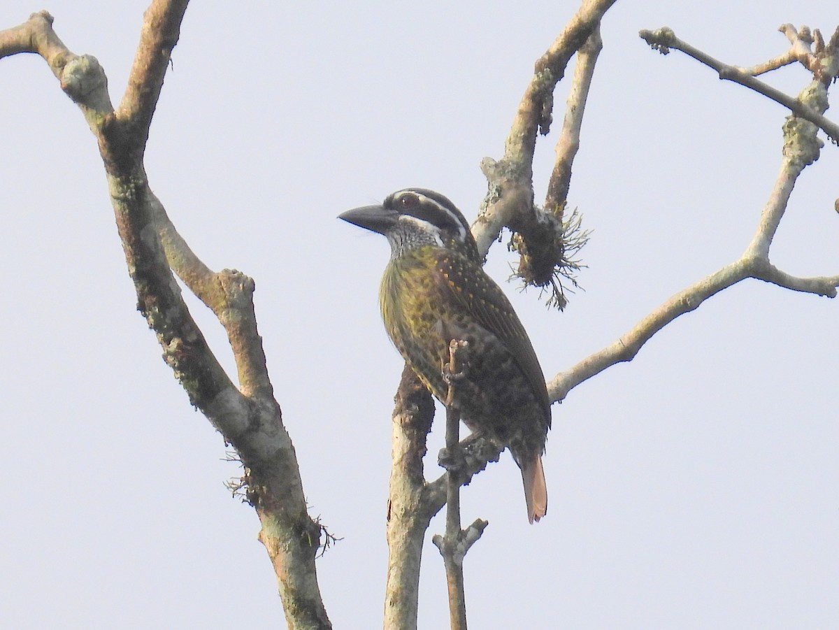 Hairy-breasted Barbet (Streaky-throated) - ML620827093