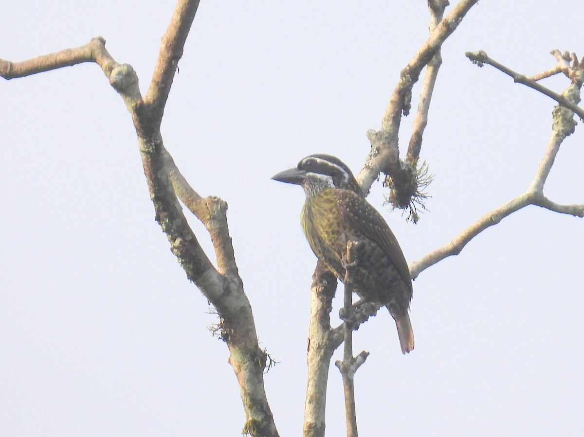 Hairy-breasted Barbet - ML620827095