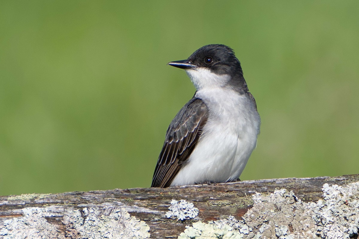 Eastern Kingbird - ML620827096