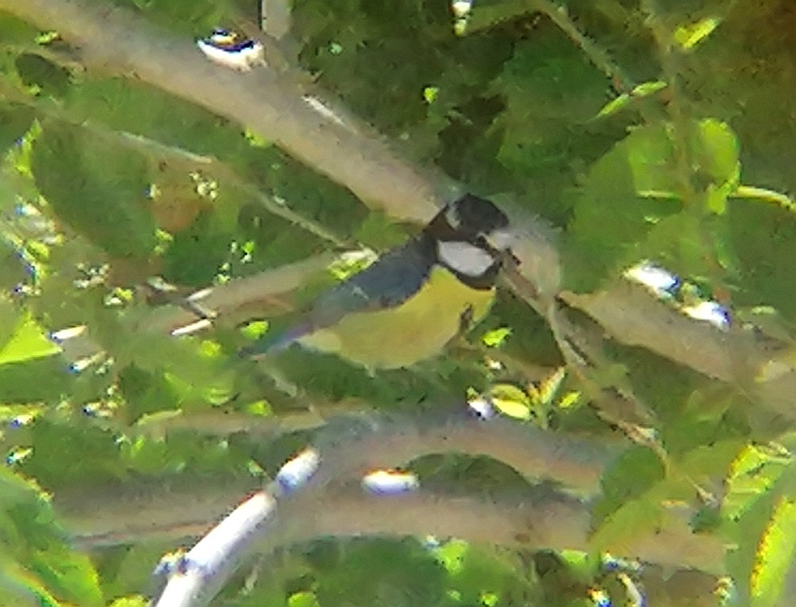 African Blue Tit - ML620827097