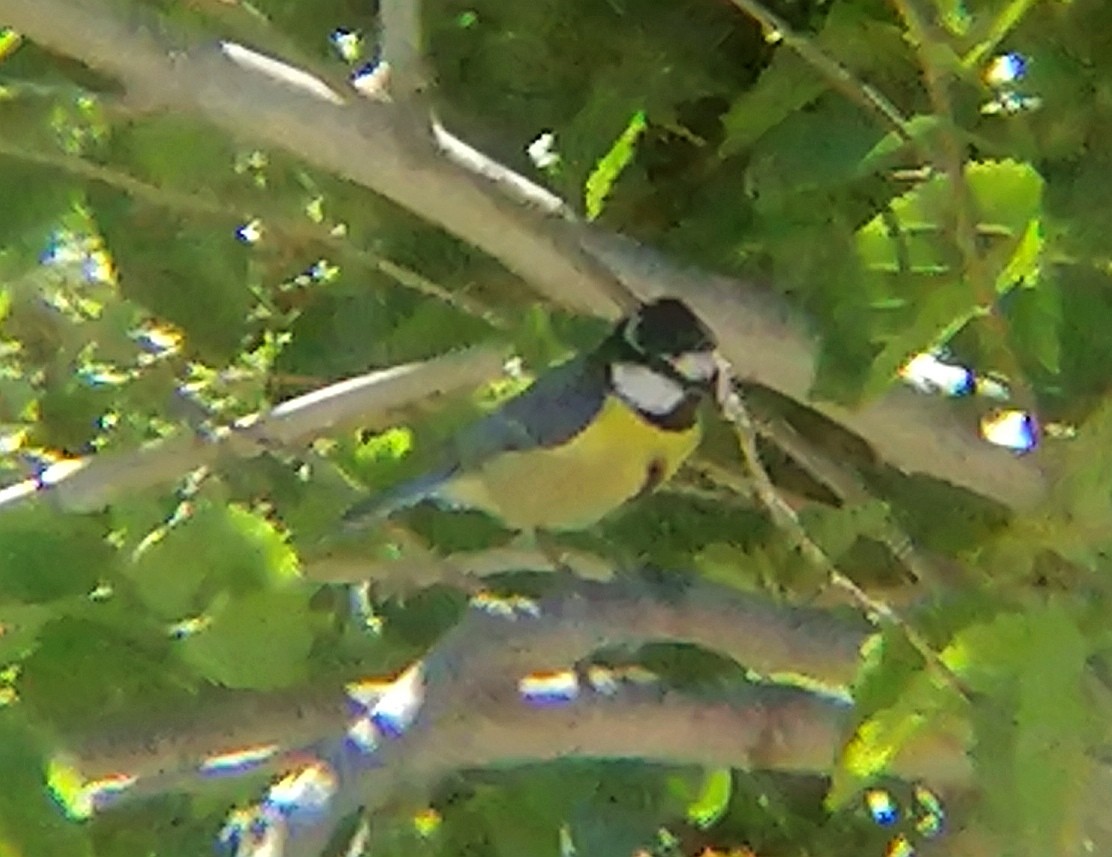 African Blue Tit - ｏｔｈｍａｎ 🦅🦅