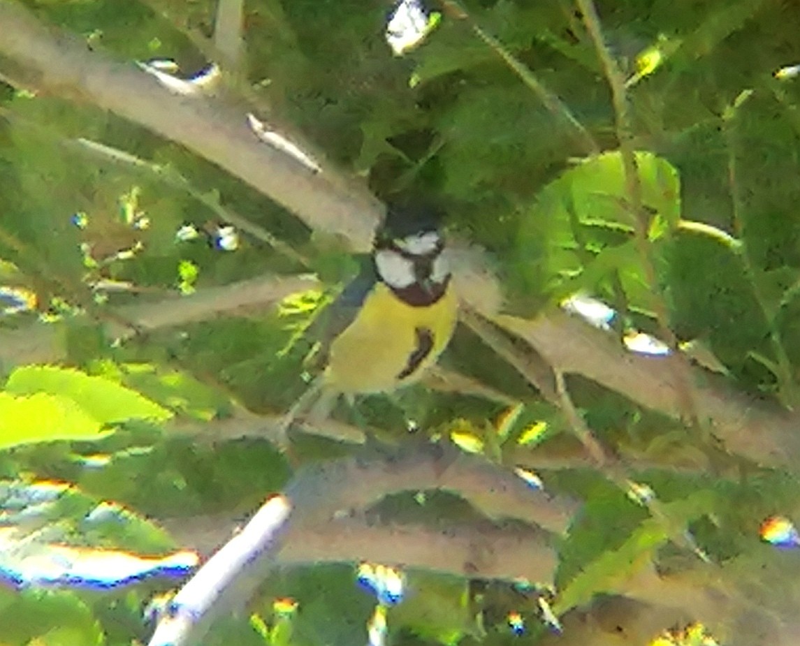 African Blue Tit - ML620827099