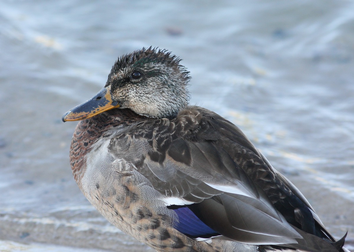 Canard colvert - ML620827102