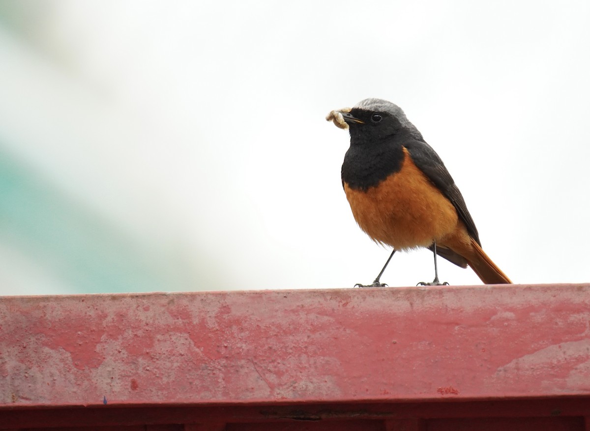 Black Redstart - ML620827104