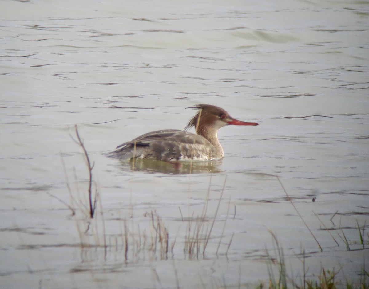 Red-breasted Merganser - ML620827114