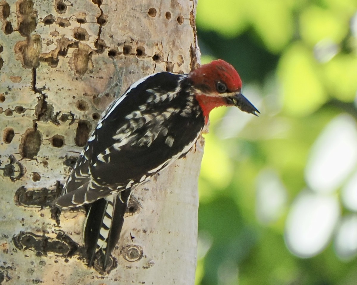 Red-breasted Sapsucker - ML620827118