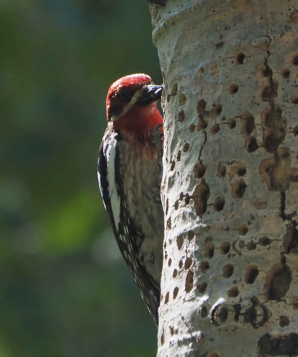 Red-breasted Sapsucker - Annette Teng