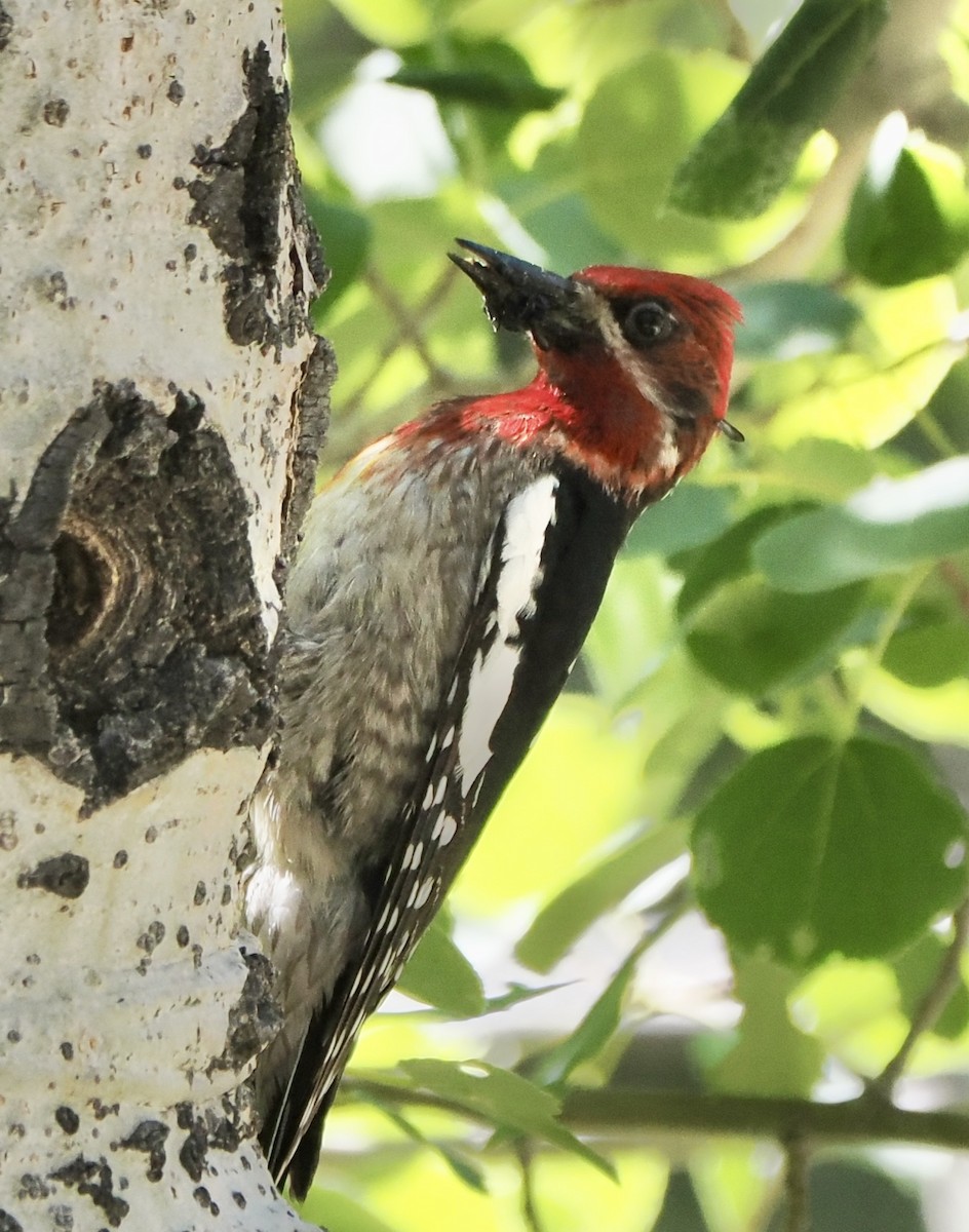 Red-breasted Sapsucker - ML620827120