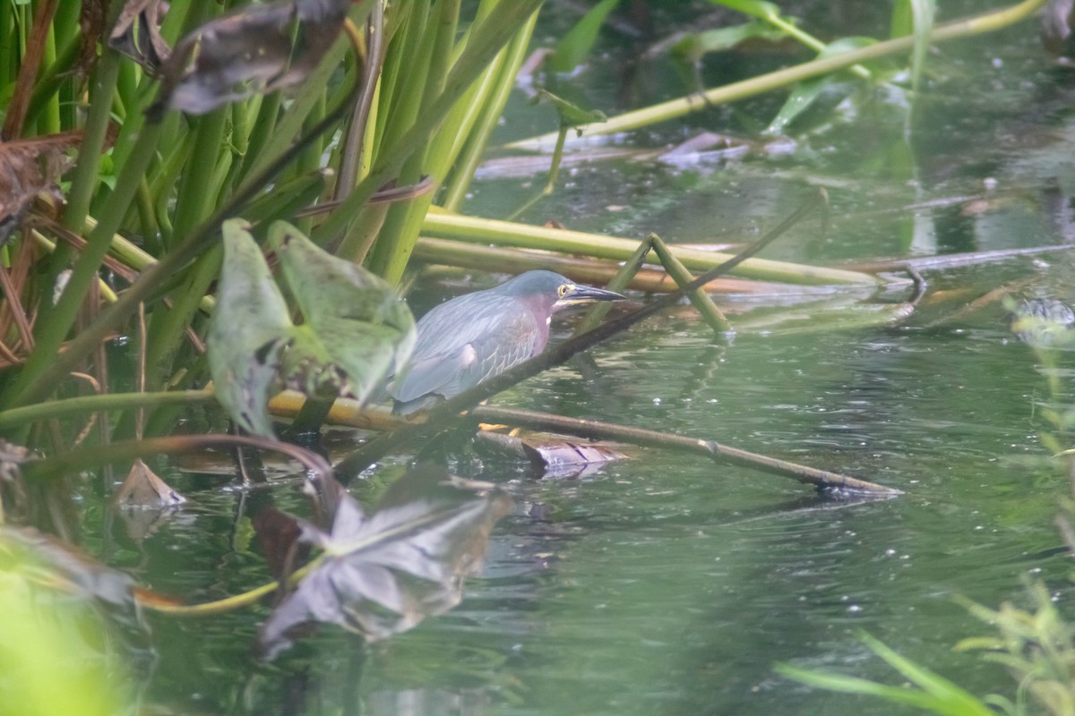 Green Heron - ML620827121