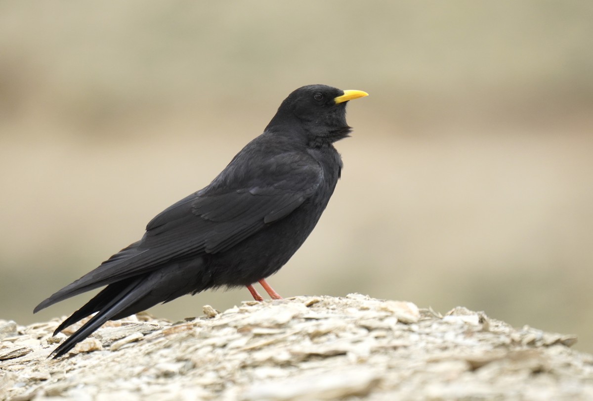 Yellow-billed Chough - ML620827123