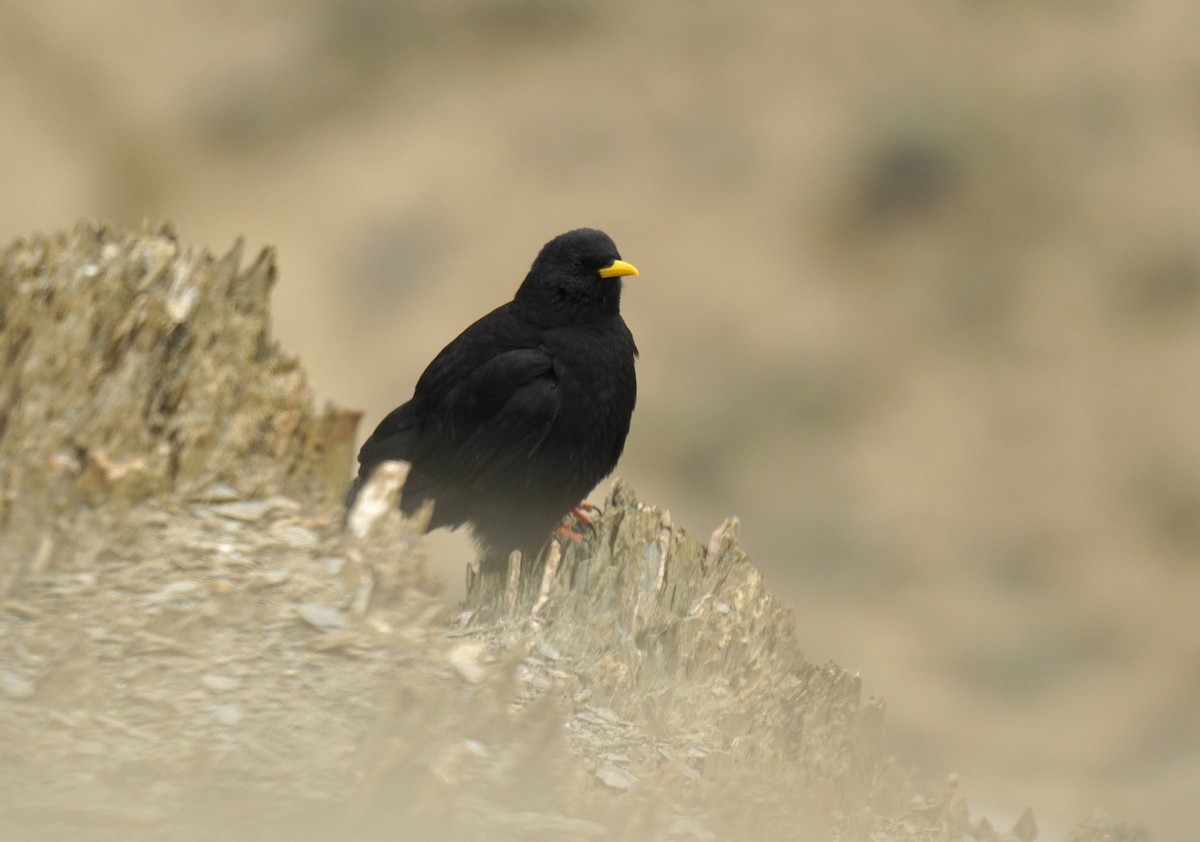 Yellow-billed Chough - ML620827124