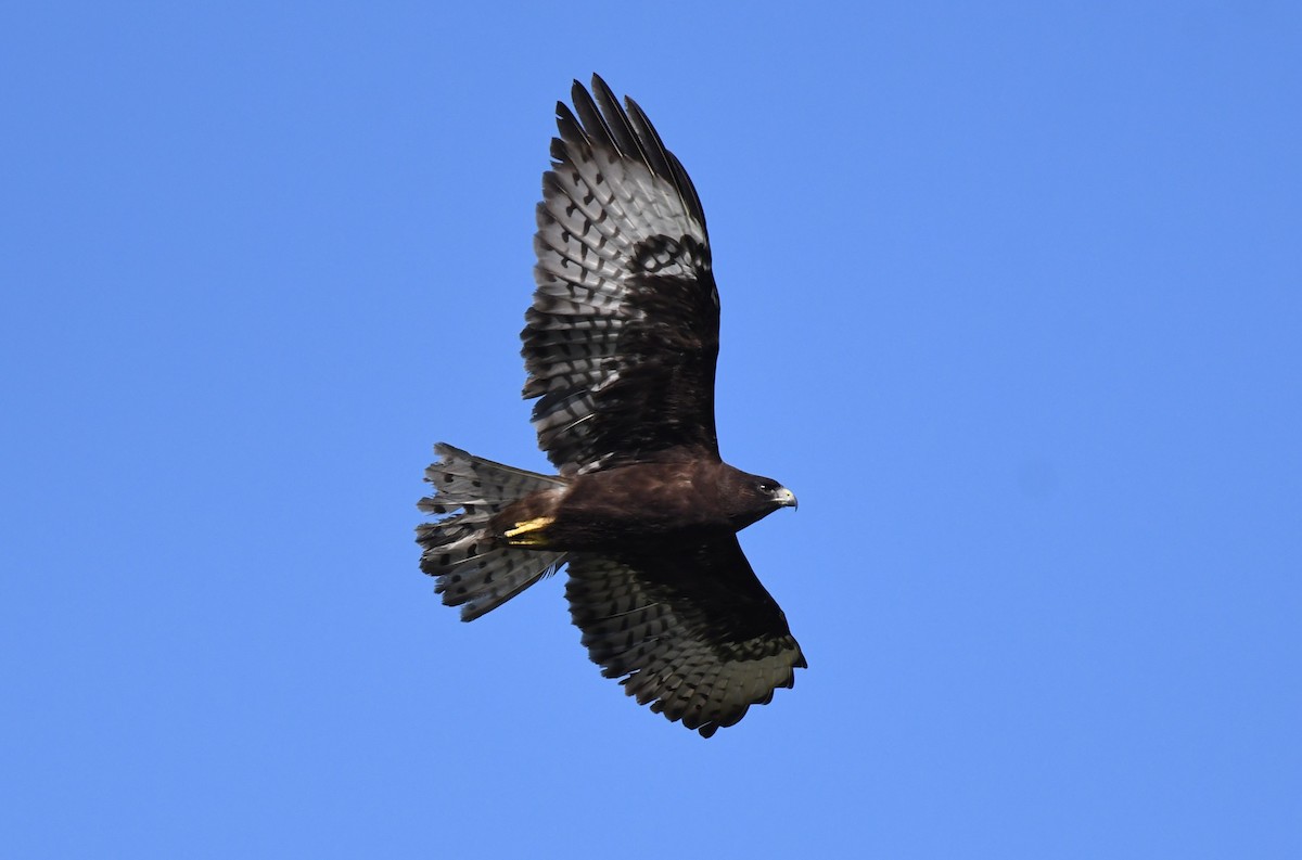 Short-tailed Hawk - ML620827126