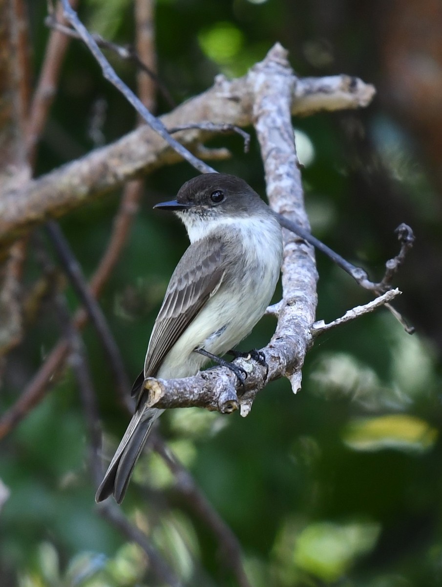 Eastern Phoebe - ML620827127