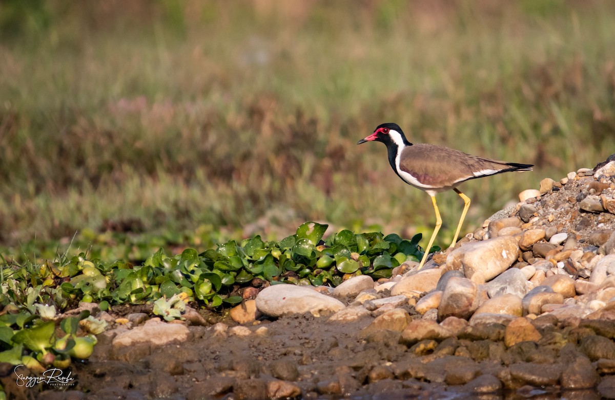 Red-wattled Lapwing - ML620827130