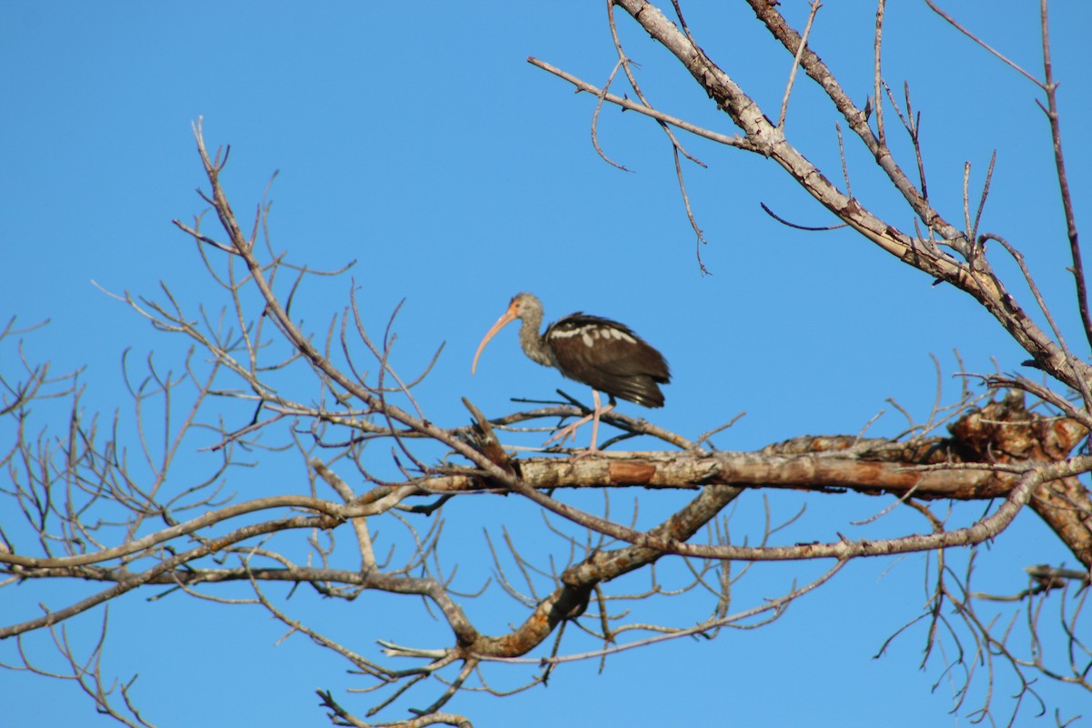 ibis hnědý - ML620827134