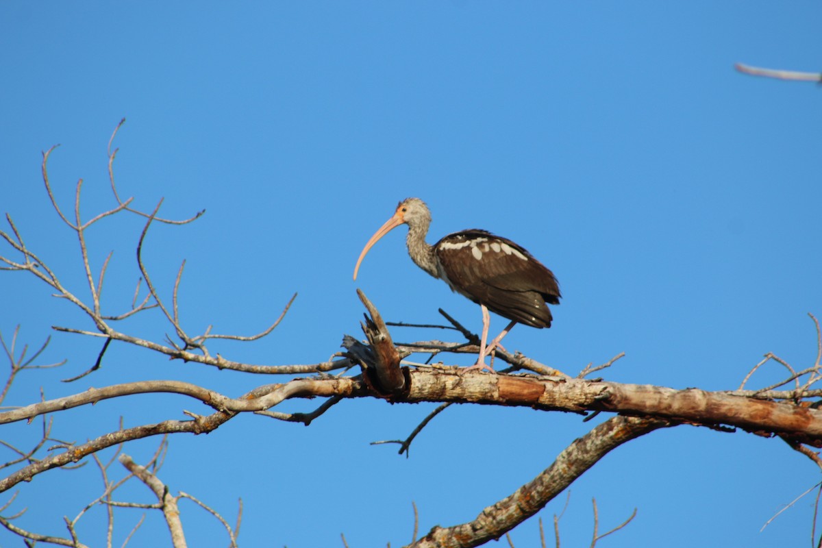 ibis hnědý - ML620827136