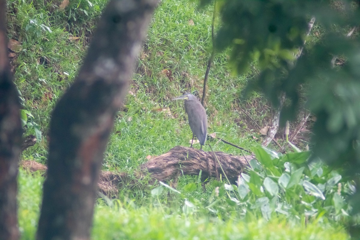 Bare-throated Tiger-Heron - ML620827137