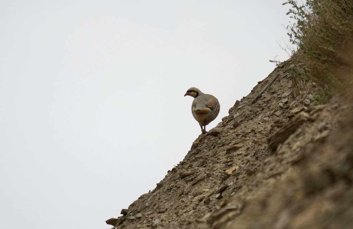 Chukar - ML620827139