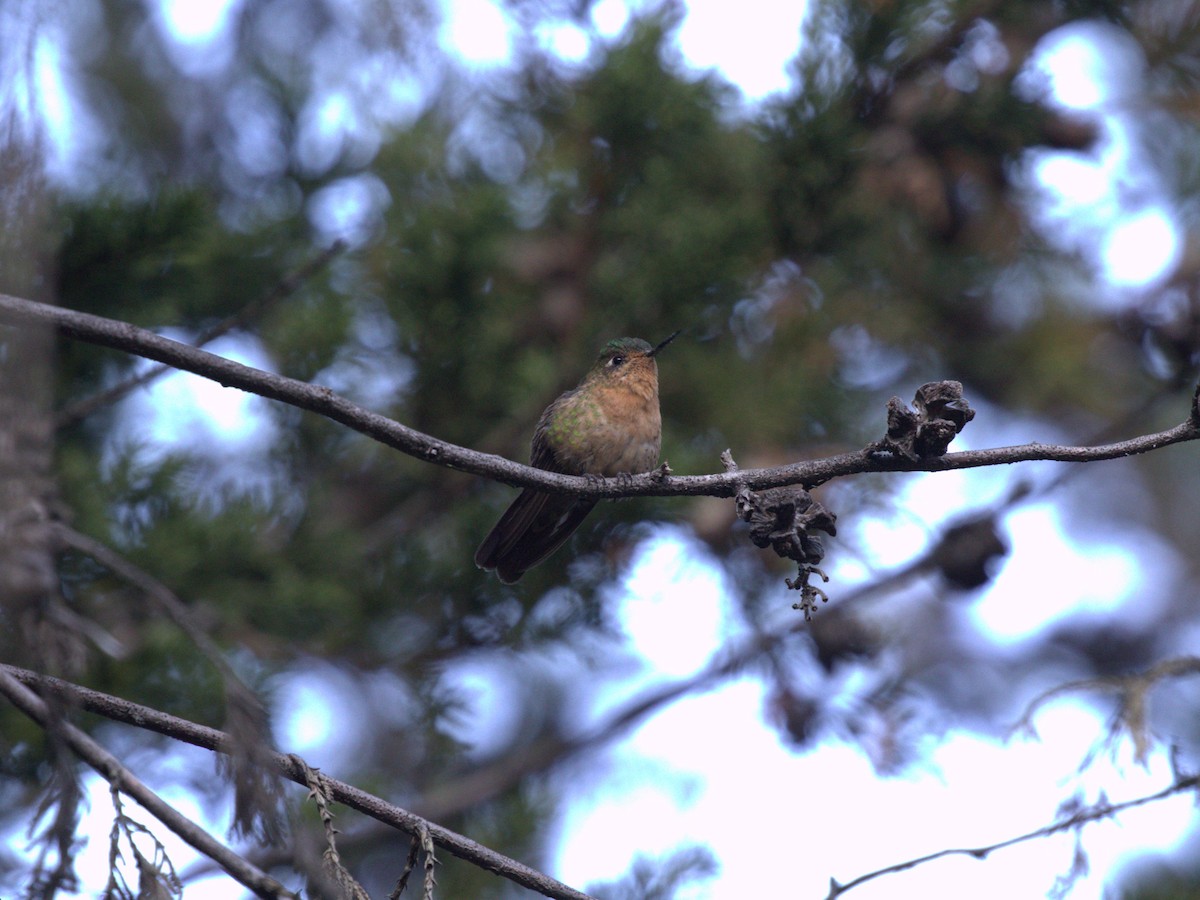 kolibřík dřišťálový (ssp. tyrianthina/quitensis) - ML620827140