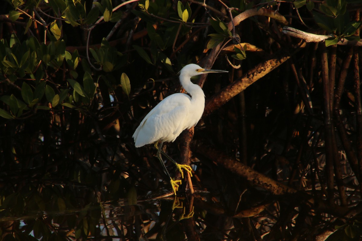 Snowy Egret - ML620827146