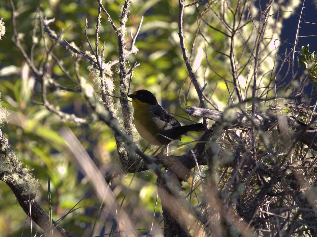 Pale-naped Brushfinch - Menachem Goldstein