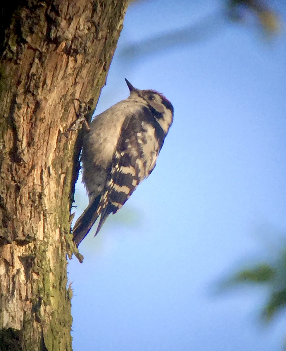 Lesser Spotted Woodpecker - ML620827153