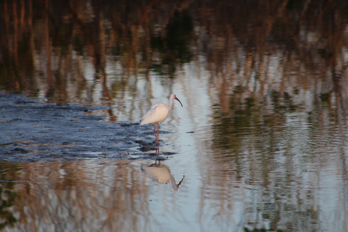 White Ibis - ML620827156