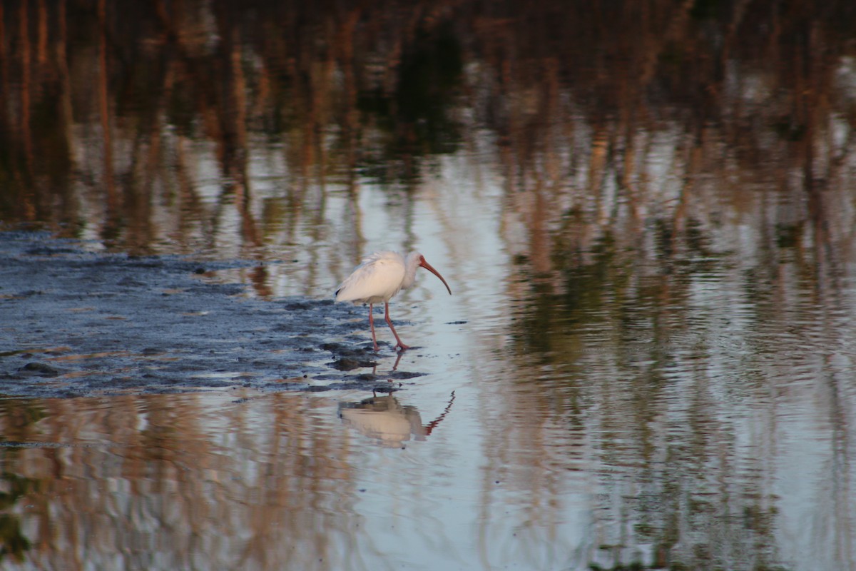 White Ibis - ML620827157