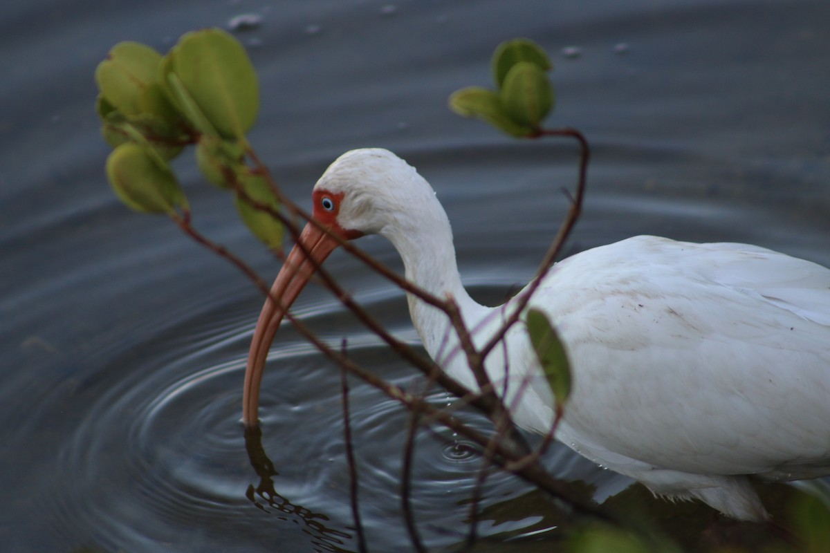 White Ibis - ML620827158