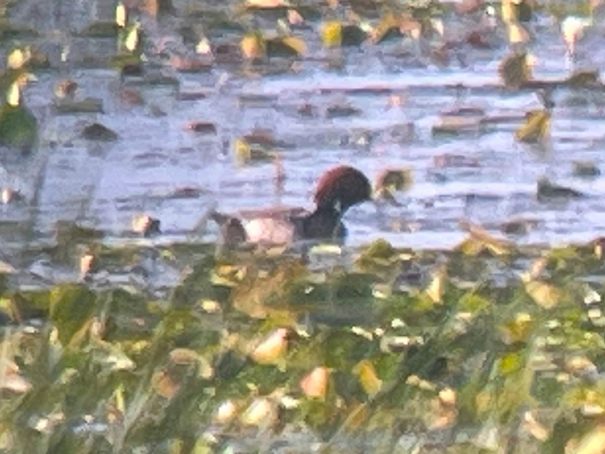 Redhead - ML620827163