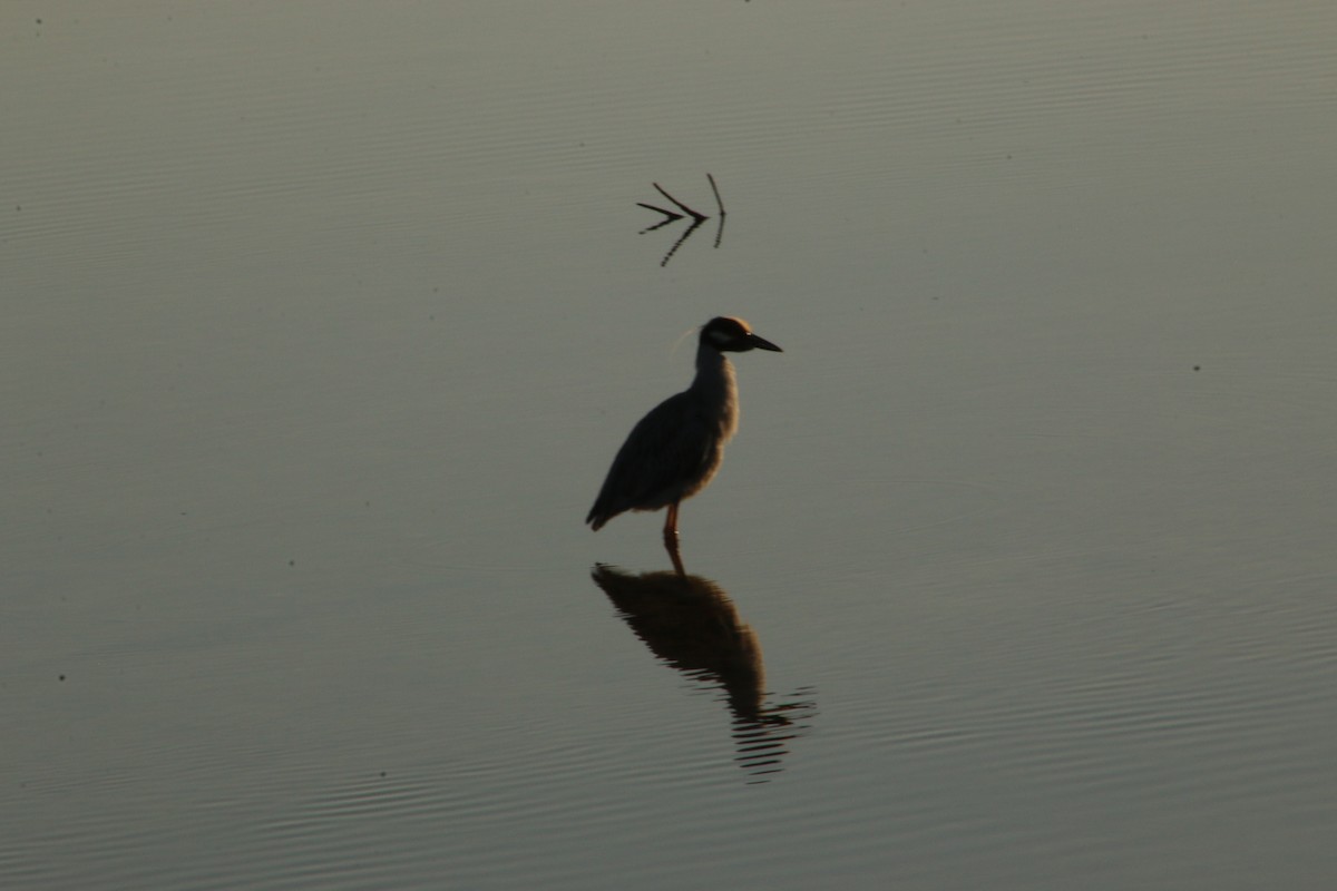 Yellow-crowned Night Heron - ML620827166