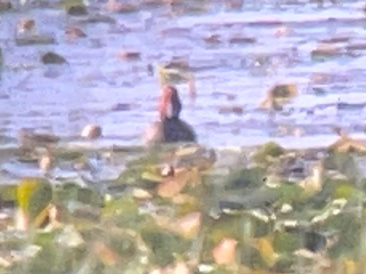 Redhead - ML620827168