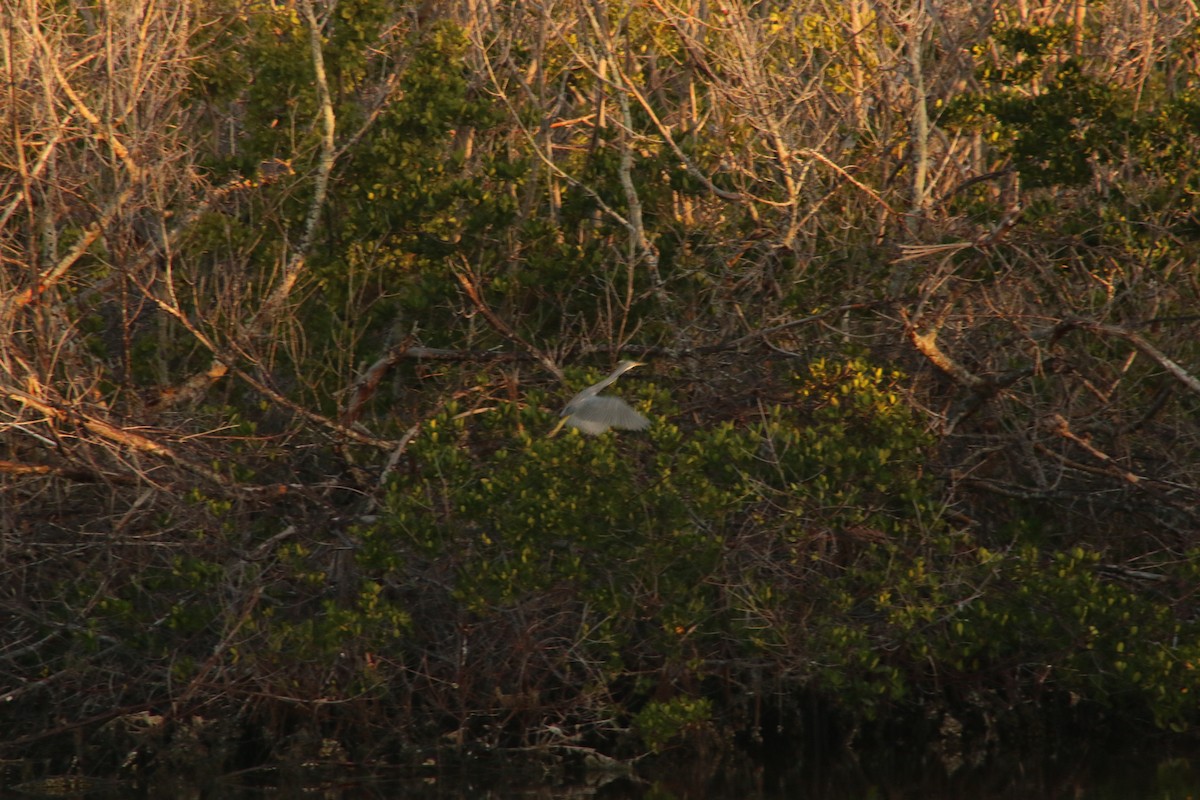 Tricolored Heron - ML620827170