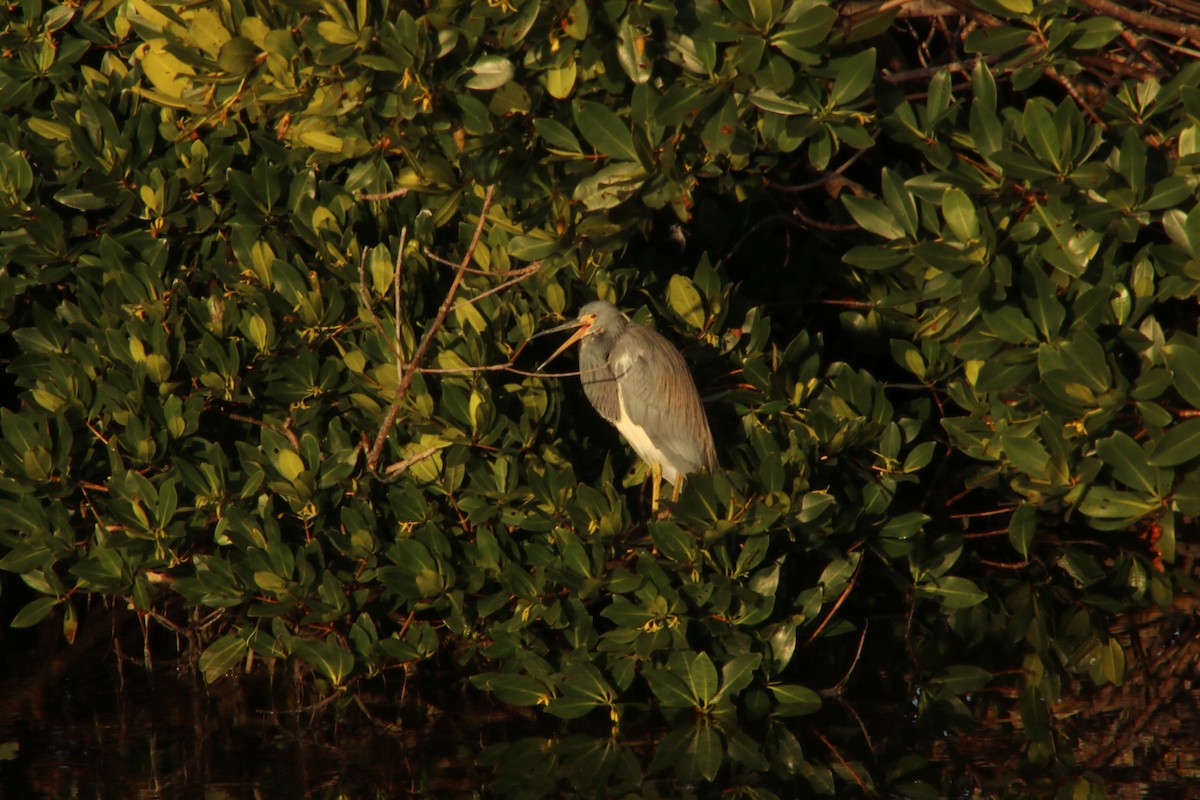 Tricolored Heron - ML620827172