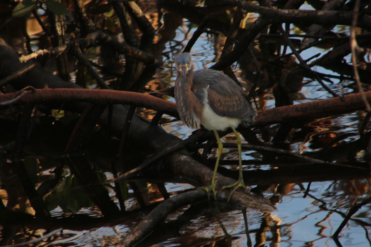 Tricolored Heron - ML620827174