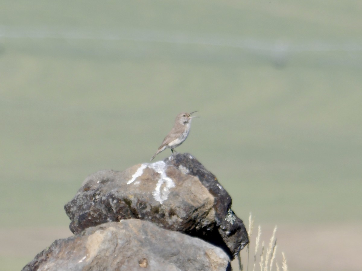 Rock Wren - ML620827175