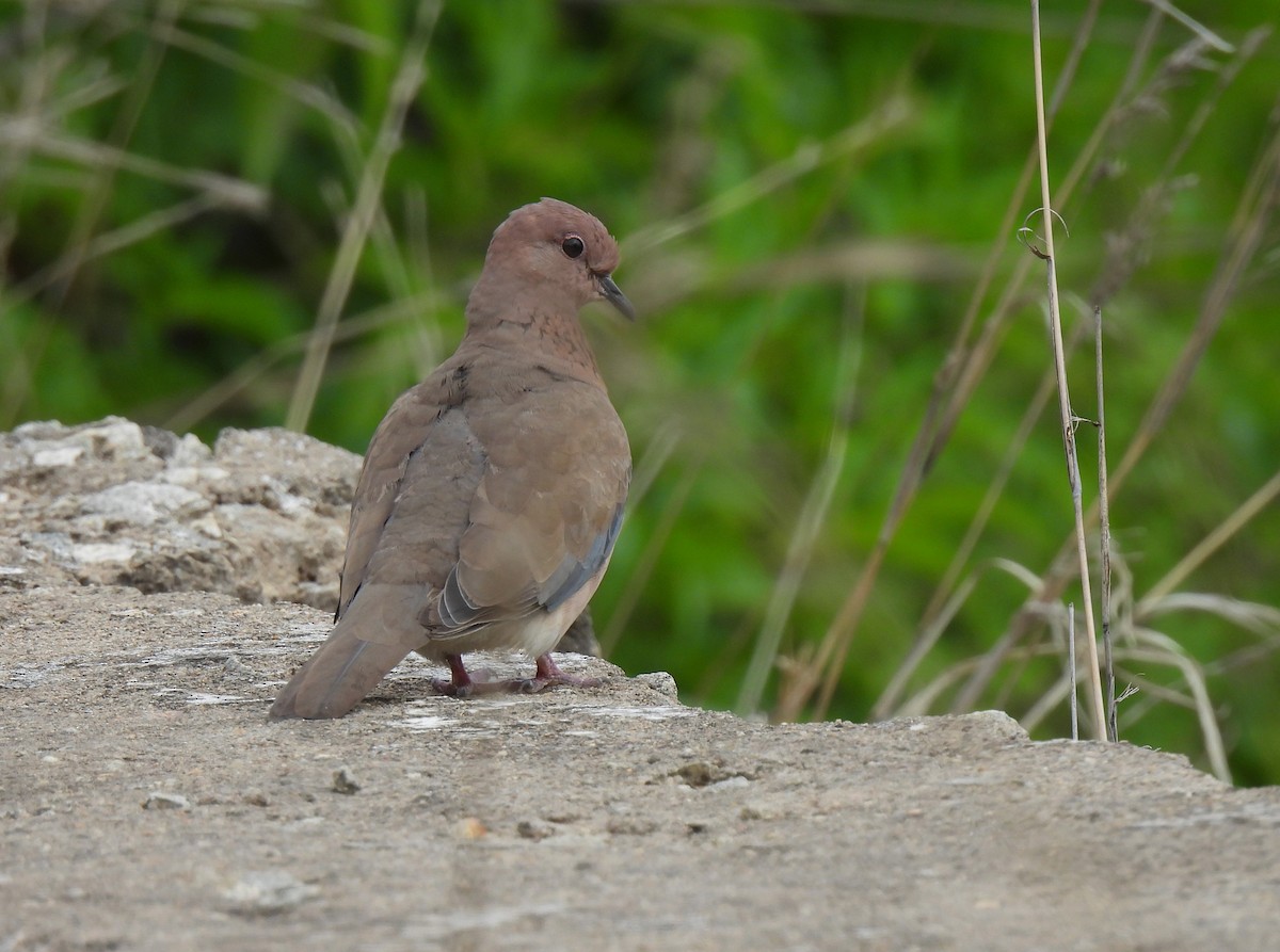 Laughing Dove - ML620827177