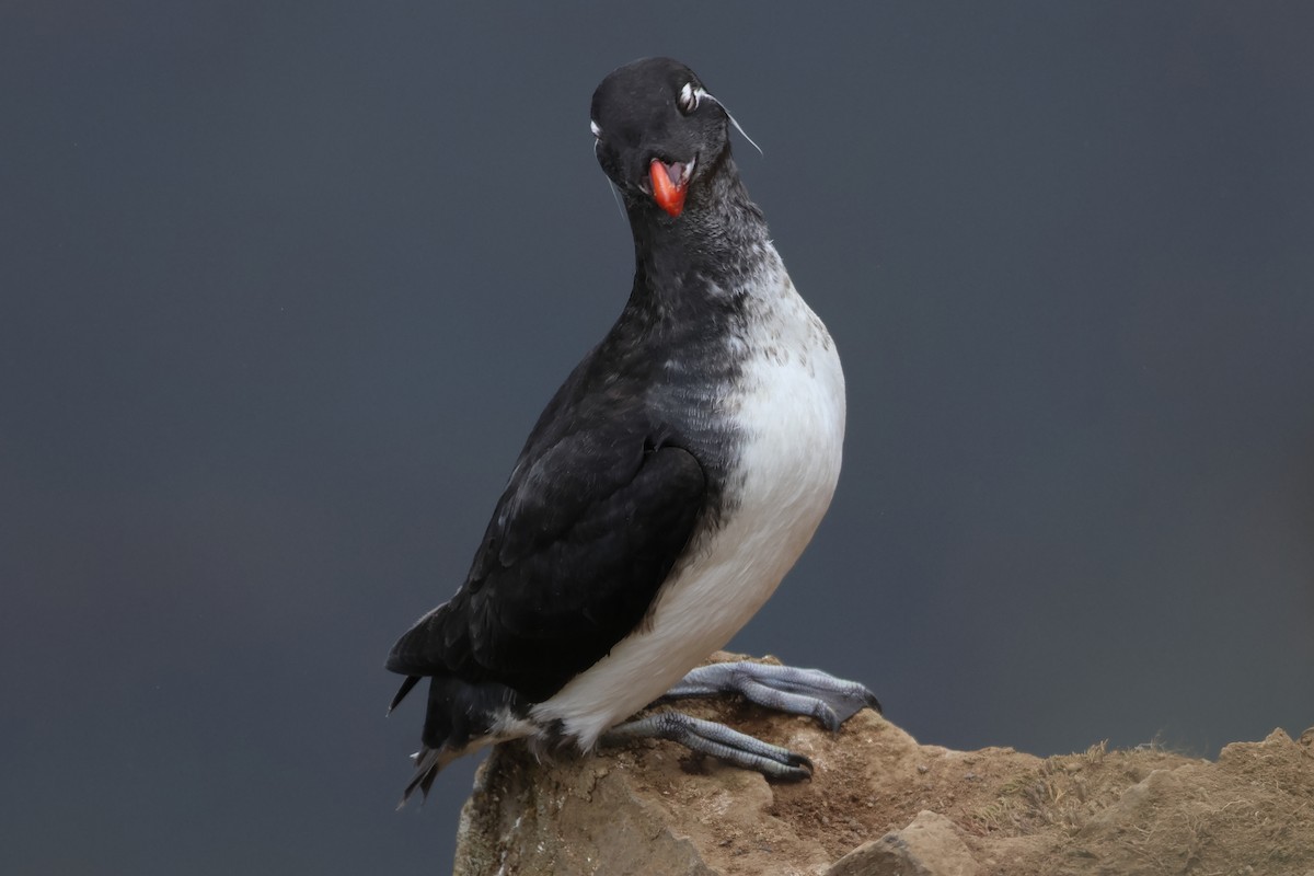 Parakeet Auklet - ML620827188