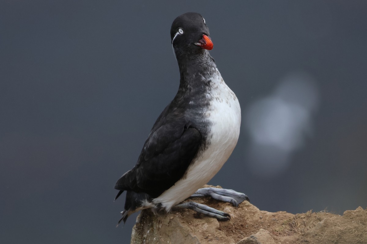 Parakeet Auklet - ML620827189