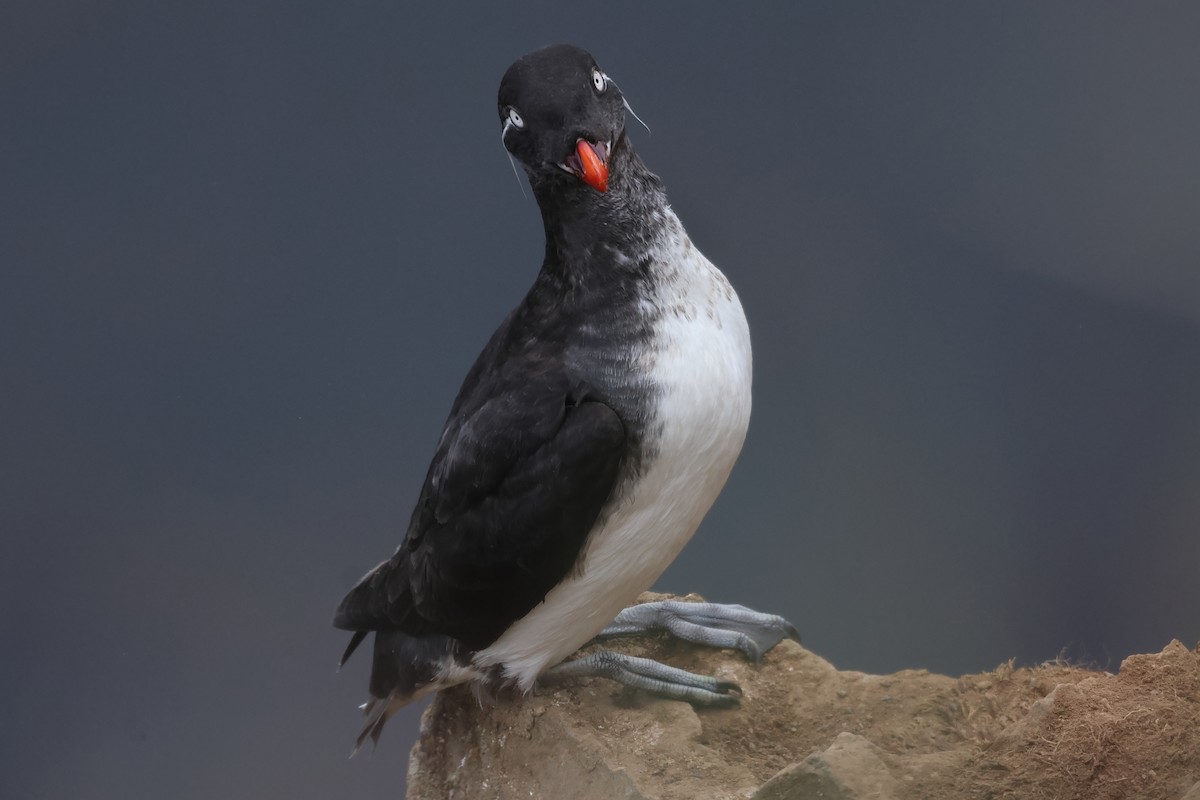 Parakeet Auklet - ML620827192