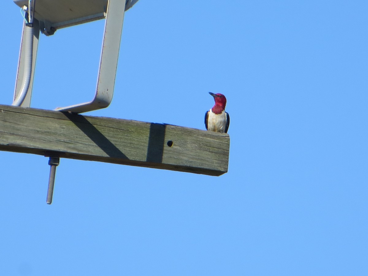 Red-headed Woodpecker - ML620827196