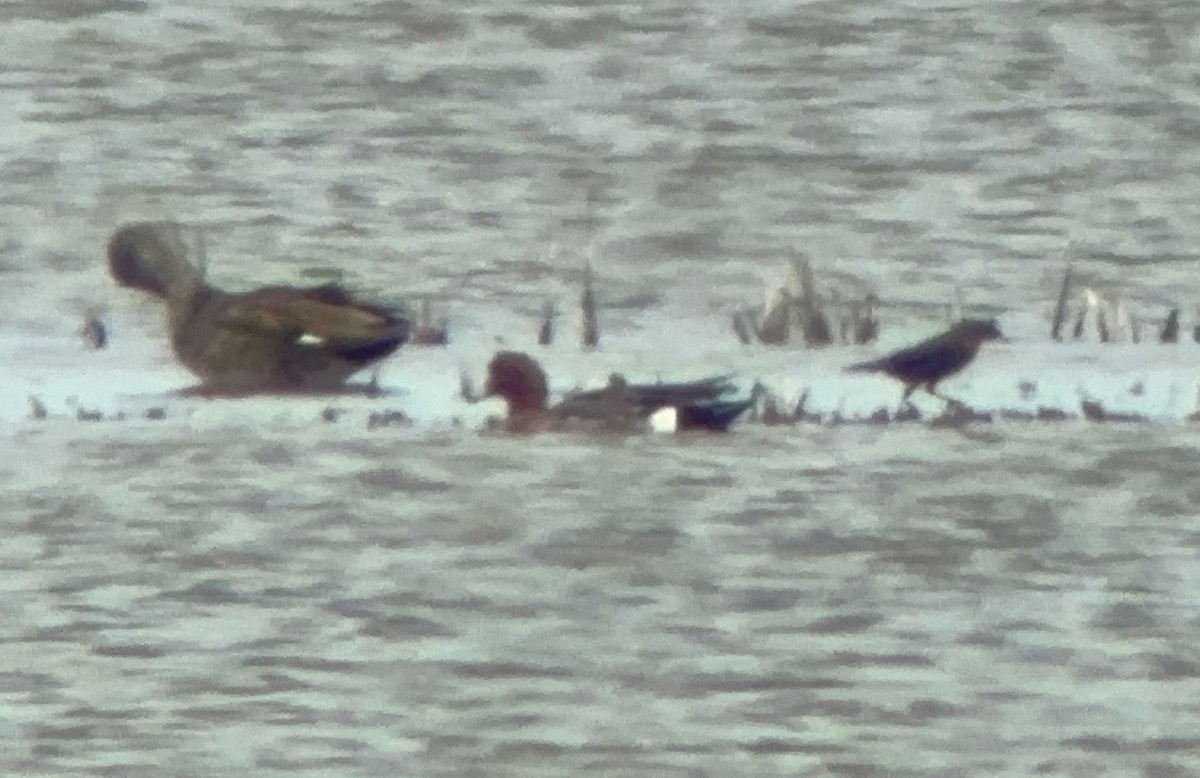 Eurasian Wigeon - ML620827202