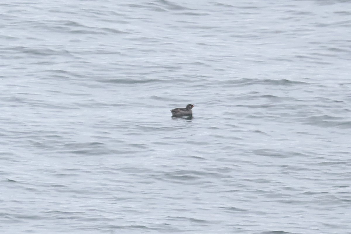 Crested Auklet - ML620827223