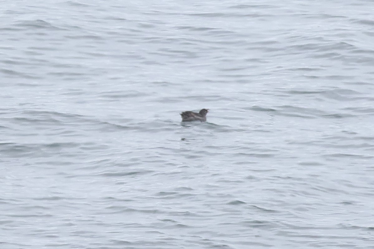 Crested Auklet - ML620827225