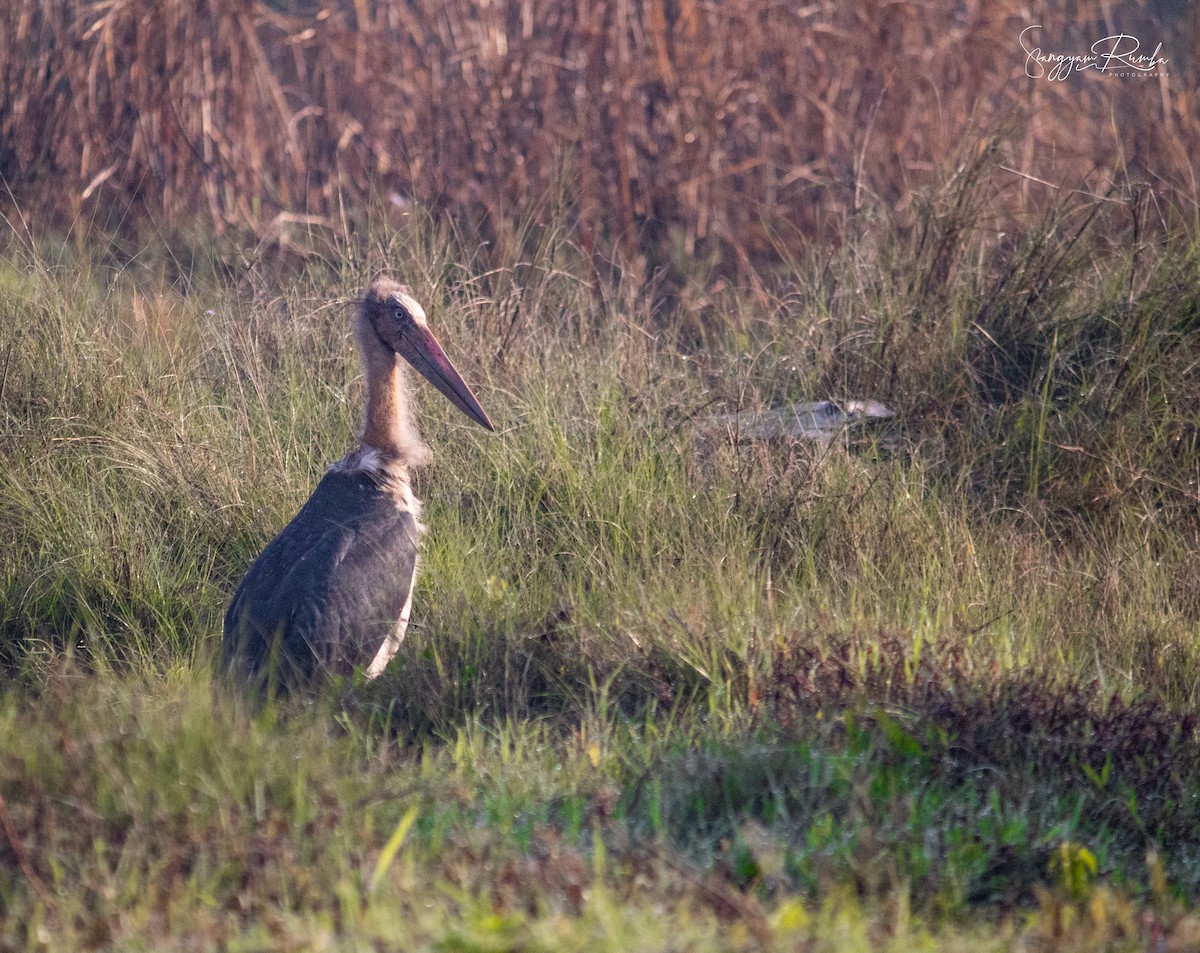 Lesser Adjutant - ML620827231